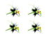 Wild Water Fly Fishing Green and Yellow Spider Legs Flat Face Mini Panfish Popper, Size 6, Qty. 4