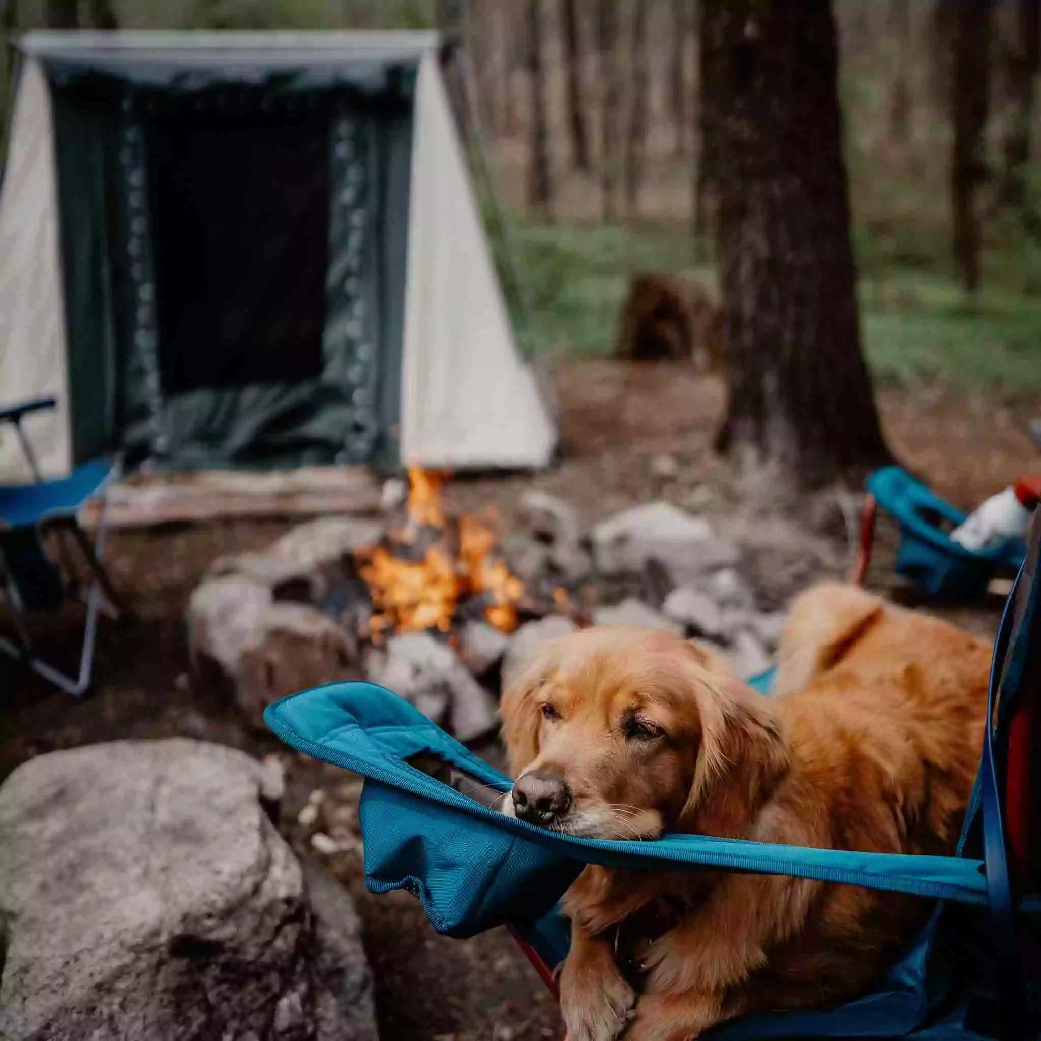 7'x9' Prota Canvas Cabin Tent, Deluxe